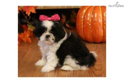 Cute Shih Tzu Pups available now