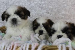 Very Cute shih tzu puppies*(xxx) xxx-xxx5