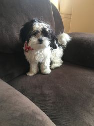 Maltese Dog breed Mix for sale