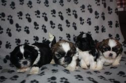 Adorable Shih Tzu Puppies for sale