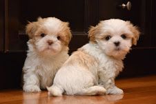 shih tzu pups here ready now for adoption