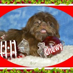 CHEWY MALE