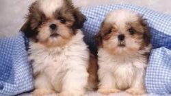 shih tzu puppiess for sale*sms(xxx) xxx-xxx5