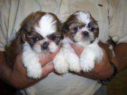 Purebred Shih Tzu Puppies