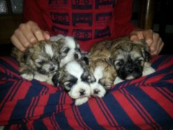 Cute shih tzu pups available