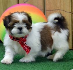 Magnificent Shih Tzu Puppies For Re-homing