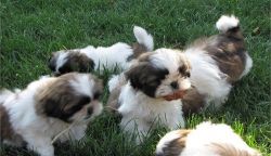 adorable Shih Tzu pups