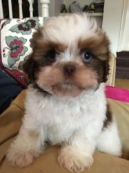 Imperial Shih Tzu puppies for sale