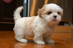 Cute and Lovely Shih Tzu Pups $400.00