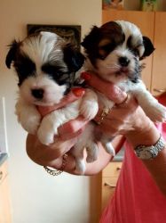 Shih tzu puppies now available for sale