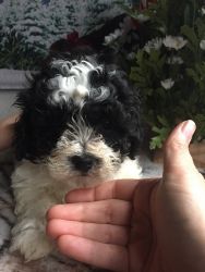 Shichon(teddy bear) puppies for sale
