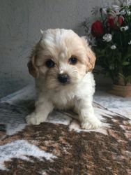Shichon(teddy bear) puppy for sale