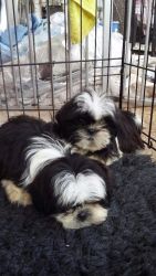 Male and Female Shihtzu puppies ready to go