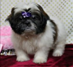 Potty Trained Shih Tzu Puppies For Sale