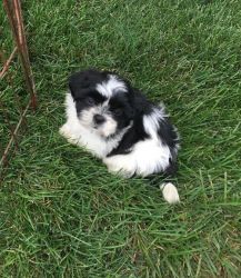 2 male and 3 female Shih Tzu puppies Available
