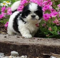 Charming Shih Tzu puppies For Sale