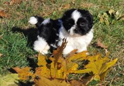 AKC Shih Tzu Puppies 2 males and 2 females
