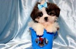 Teacup Shih-Tzu Puppies Available Now!!!