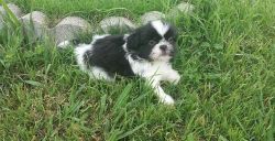 AKC Shih Tzu puppies left 2 boys and 2 girl