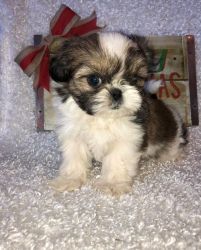 Absolutely Charming Shih Tzu puppies
