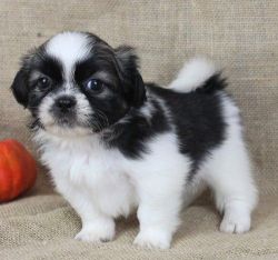 12 weeks old Shih Tzu Puppies for sale