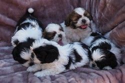 Adorable Shih Tzu Puppies