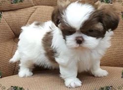 Cute and Healthy Shih Tzu Puppies Ready