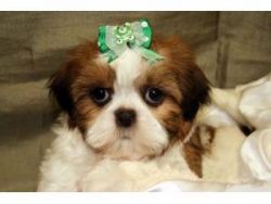 Toy & Imperial size Shih tzu Puppies for sale