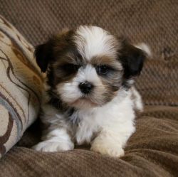 Adorable Male And Female Shih Tzu Puppies for adoption