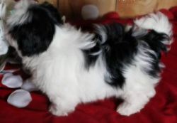 AKC registered Shih Tzu Puppies For Sale