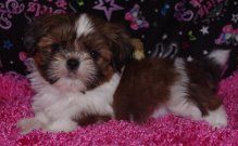Good Looking Shih Tzu puppies for sale
