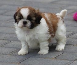 Adorable Shih Tzu puppies for sale. Text (xxx) xxx-xxx2