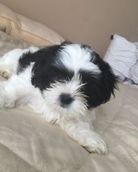 Adorable Shih Tzu Puppies For Sale.