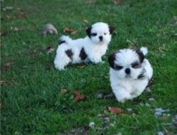 Male and female Shih Tzu puppies for adoption.
