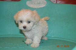 We have a beautiful litter of Shih Tzu puppies for adoption