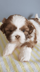 Adorable Shih Tzu Puppies Available for sale.