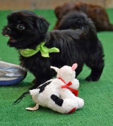 Home raised Shih Tzu puppies for sale