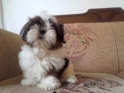Cute and Lovely Shih Tzu Puppies