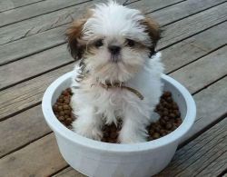 Affectionate and adorable Shih Tzu for re-homing