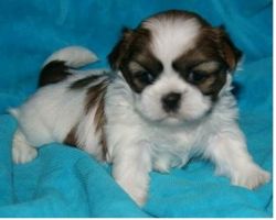 Beautiful Shih Tzu Puppies for Adoption