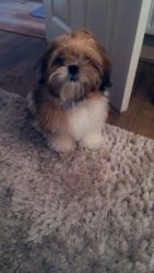 Fully top quality SHIH TZU puppies For Adoption male and female.