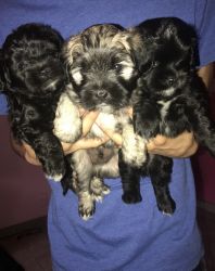 Shihtzu / Poodle Puppies