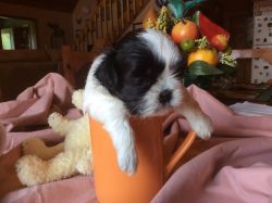 Chinese Tiny Toy Imperial Shih Tzu female, 5 weeks old CKC