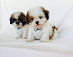 Adorable Shih Tzu puppies