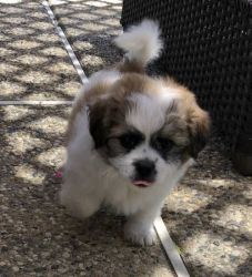 Very Playful Shih Tzu Puppies please do not call email