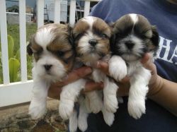 Male and Female Shih Tzu Puppies Ready For Re-homing