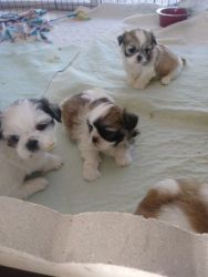 Shih tzu Puppies for adoption
