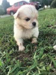 Shih Tzu Puppies For Sale.