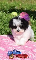 Lovely little shih tzu puppies ready now