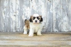 Shih Tzu Gilr and Boy Puppies For Sale @ Ready to go